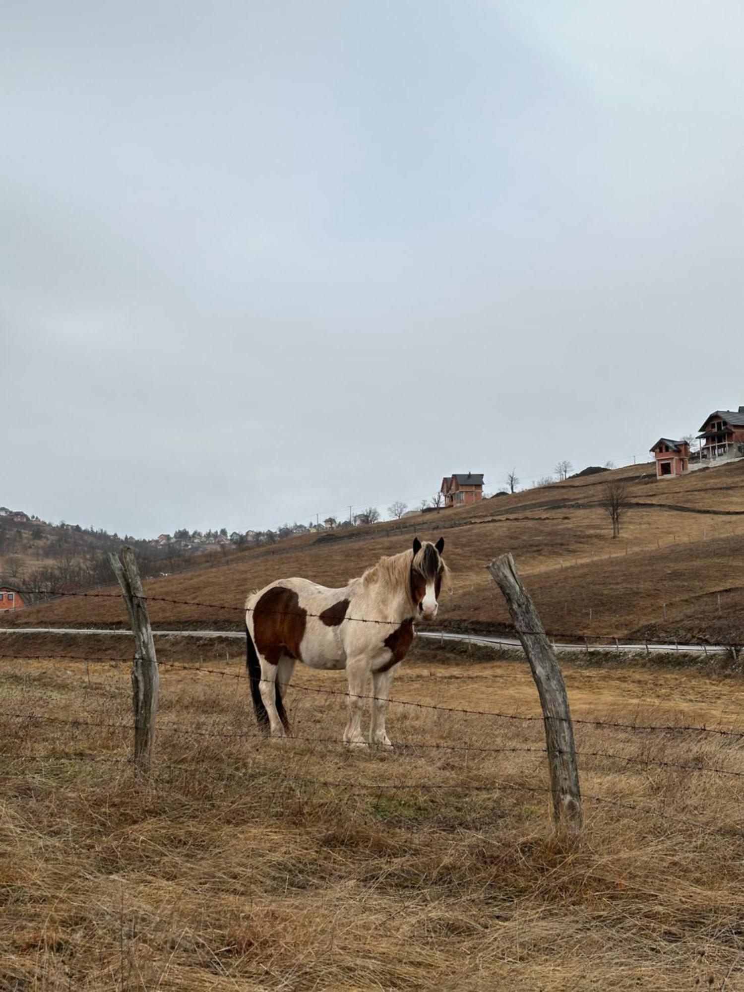 Wild Nest Zlatibor Bear Villa Exterior photo